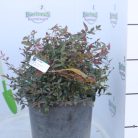 Japán szentfa Nandina domestica 'Obsessed' CLT. 5