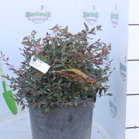 Japán szentfa Nandina domestica 'Obsessed' CLT. 5