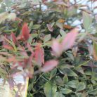 Japán szentfa Nandina domestica 'Obsessed' CLT. 5