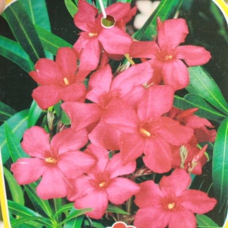 Leander Nerium oleander Konténeres 10 lit. 60/80 cm