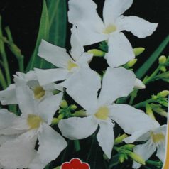 Leander Nerium oleander Konténeres 10 lit. 60/80 cm