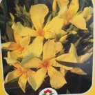 Leander Nerium oleander Konténeres 10 lit. 60/80 cm