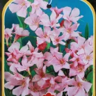 Leander Nerium oleander Konténeres 10 lit. 60/80 cm