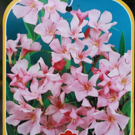 Leander Nerium oleander Konténeres 10 lit. 60/80 cm