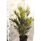 Leander Nerium oleander Konténeres 10 lit. 60/80 cm