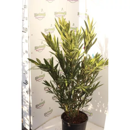 Leander Nerium oleander Konténeres 10 lit. 60/80 cm