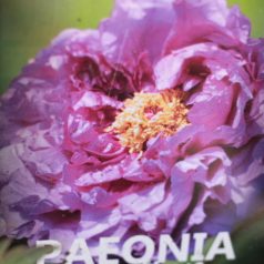 Fás Bazsarózsa PAEONIA ARBOREA (SUFFRUTICOSA) LVQ 9lit.