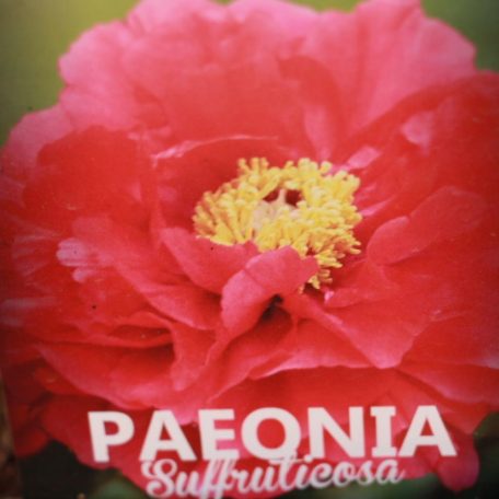 Fás Bazsarózsa PAEONIA ARBOREA (SUFFRUTICOSA) LVQ 9lit.