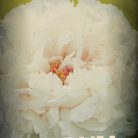 Fás Bazsarózsa PAEONIA ARBOREA (SUFFRUTICOSA) LVQ 9lit.