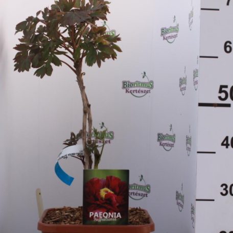 Fás Bazsarózsa PAEONIA ARBOREA (SUFFRUTICOSA) LVQ 9lit.