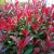Korallberkenye PHOTINIA X FRASERI CARRE' ROUGE CLT. 3