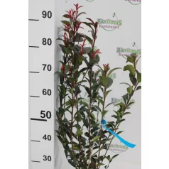 Korallberkenye PHOTINIA X FRASERI CARRE' ROUGE CLT. 3