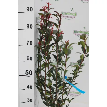 Korallberkenye PHOTINIA X FRASERI CARRE' ROUGE CLT. 3