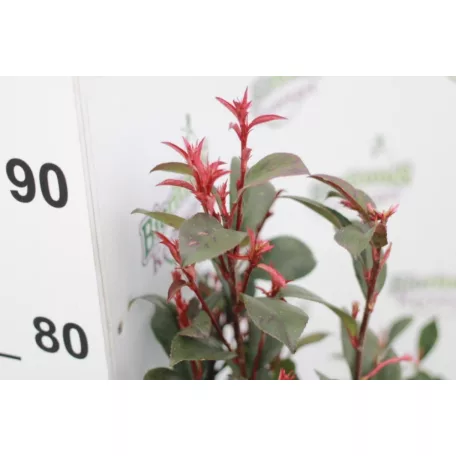 Korallberkenye PHOTINIA X FRASERI CARRE' ROUGE CLT. 3