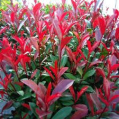   Korallberkenye PHOTINIA X FRASERI CARRE' ROUGE Konténeres 10 lit.