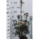 Korallberkenye PHOTINIA X FRASERI CARRE' ROUGE Konténeres 10 lit.