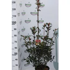   Korallberkenye PHOTINIA X FRASERI CARRE' ROUGE Konténeres 10 lit.