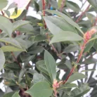 Korallberkenye PHOTINIA X FRASERI CARRE' ROUGE Konténeres 10 lit.