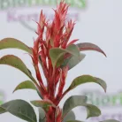 Korallberkenye PHOTINIA X FRASERI CARRE' ROUGE Konténeres 10 lit.