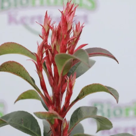 Korallberkenye PHOTINIA X FRASERI CARRE' ROUGE Konténeres 10 lit.