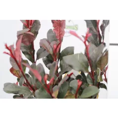   Törpe korallberkenye PHOTINIA FRASERI Little RED ROBIN (NANA) CLT. 3