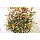 Törzses korallberkenye PHOTINIA SERRULATA RED ROBIN CLT. 18 HALF STANDARD