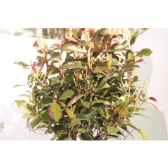   Törzses korallberkenye PHOTINIA SERRULATA RED ROBIN CLT. 18 HALF STANDARD