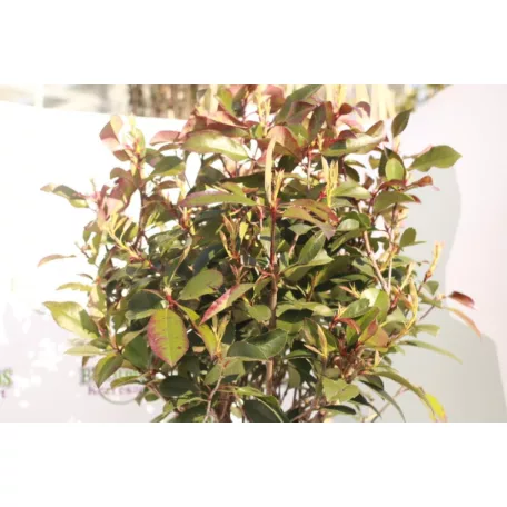 Törzses korallberkenye PHOTINIA SERRULATA RED ROBIN CLT. 18 HALF STANDARD