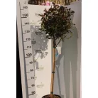 Törzses korallberkenye PHOTINIA SERRULATA RED ROBIN CLT. 18 HALF STANDARD