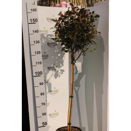 Törzses korallberkenye PHOTINIA SERRULATA RED ROBIN CLT. 18 HALF STANDARD