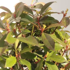   Törzses korallberkenye PHOTINIA SERRULATA RED ROBIN LV 9 MINI STANDARD