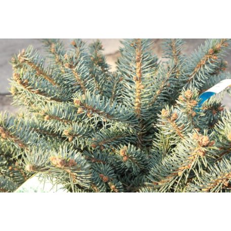 Törpe gömb ezüstfenyő PICEA PUNGENS GLAUCA GLOBOSA Konténeres 15 lit.