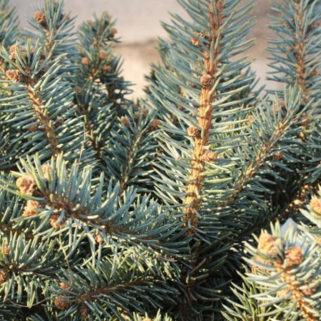 Törpe gömb ezüstfenyő PICEA PUNGENS GLAUCA GLOBOSA Konténeres 15 lit.