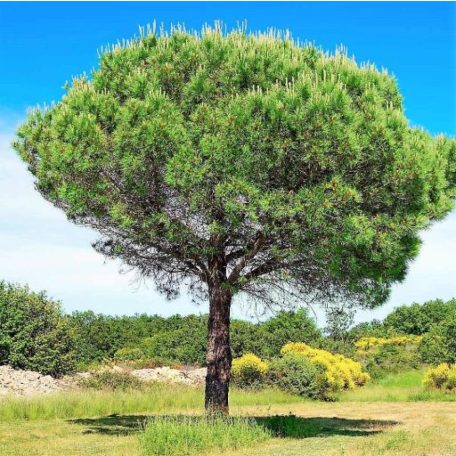 Mandulafenyő törzses PINUS PINEA Konténeres 15 lit. HALF STANDARD