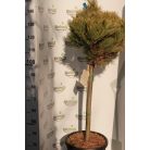 Törzses törpe simafenyő PINUS STROBUS NANA (RADIATA) CLT. 20 HALF STANDARD