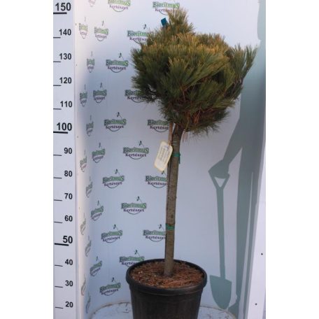 Törzses törpe simafenyő PINUS STROBUS NANA (RADIATA) CLT. 20 HALF STANDARD