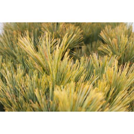 Törzses törpe simafenyő PINUS STROBUS NANA (RADIATA) CLT. 20 HALF STANDARD