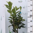 Novita babérmeggy Prunus laurocerasus 'Novita' CLT. 3