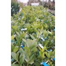 Novita babérmeggy Prunus laurocerasus 'Novita' CLT. 3