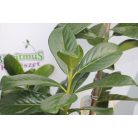 Novita babérmeggy Prunus laurocerasus 'Novita' Konténeres 10 lit.