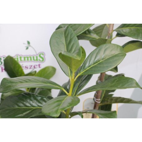 Novita babérmeggy Prunus laurocerasus 'Novita' Konténeres 10 lit.