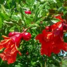 Gránátalma (termő) Punica granatum 'Wonderful' Konténeres 10 lit. lit.