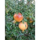 Gránátalma (termő) Punica granatum 'Wonderful' Konténeres 10 lit. lit.