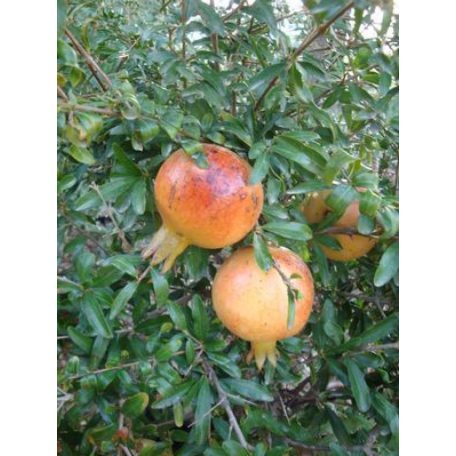 Gránátalma (termő) Punica granatum 'Wonderful' Konténeres 10 lit. lit.