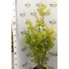 Gránátalma (termő) Punica granatum 'Wonderful' Konténeres 10 lit. lit.