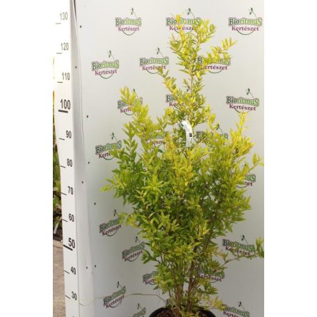 Gránátalma (termő) Punica granatum 'Wonderful' Konténeres 10 lit. lit.