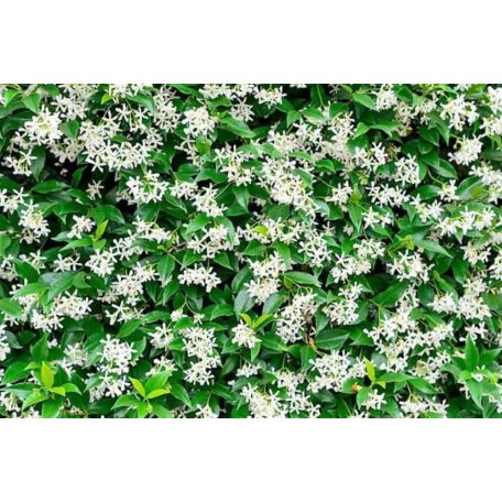 Csillagjázmin TRACHELOSPERMUM JASMINOIDES CLT. 3 100/125