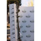 Futórózsa vegyes színekben ROSAI IN VARIETA' CLT. 3 CLIMBING