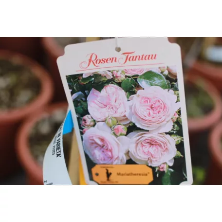 Törzses rózsa ROSAI MIX CLT. 12lit. HALF STANDARD