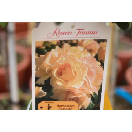 Törzses rózsa ROSAI MIX CLT. 12lit. HALF STANDARD